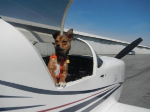 Flying with Pets
